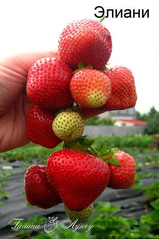 Посадка и уход