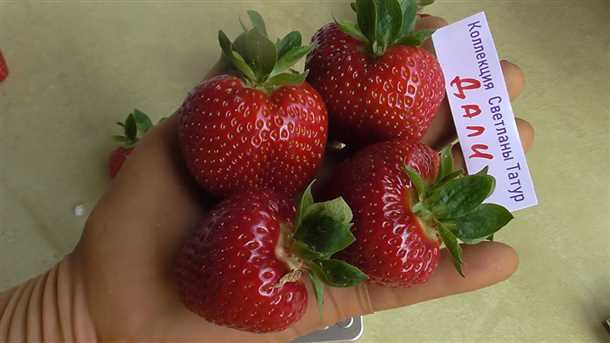 Почему видео секреты выращивания земляники так популярны?