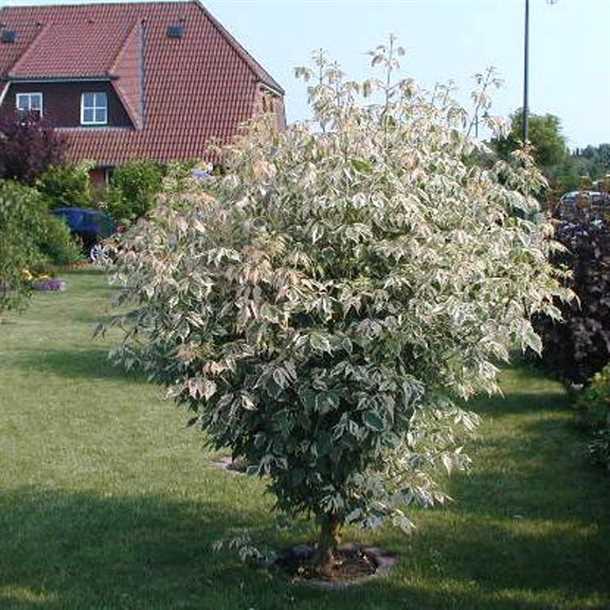 Советы по уходу за ясенелистным кленом фламинго на дачном участке Ясенелистный клен фламинго советы по уходу за заокеанским красавцем на дачном участке