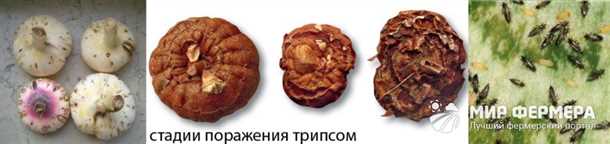 Определение и лечение болезней гладиолусов Болезни гладиолусов признаки причины и методы лечения