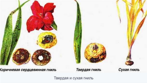 1. Заболевание сердцевидными пятнами