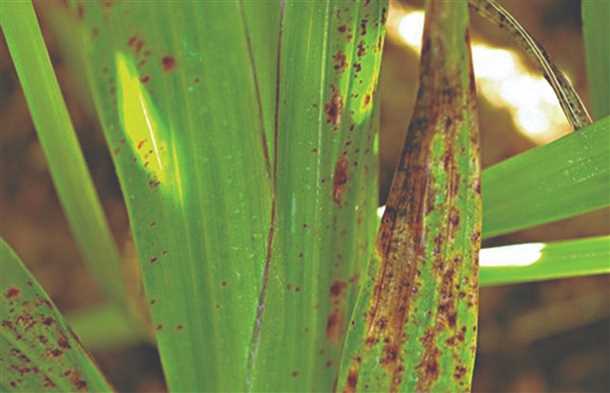 Методы обработки луковиц гладиолусов