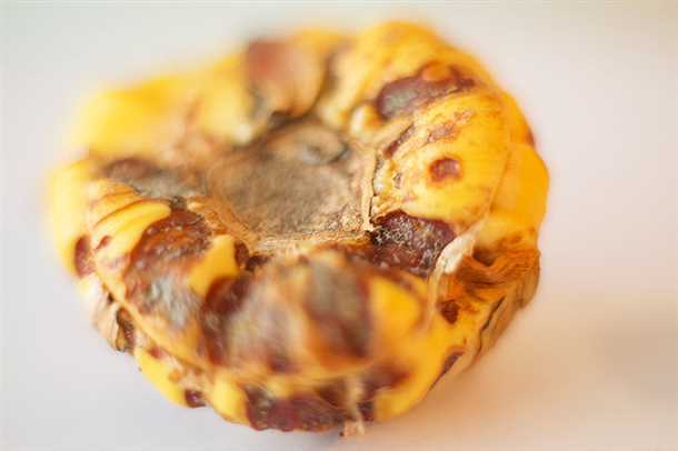 1. Поражение гладиолусов грибами