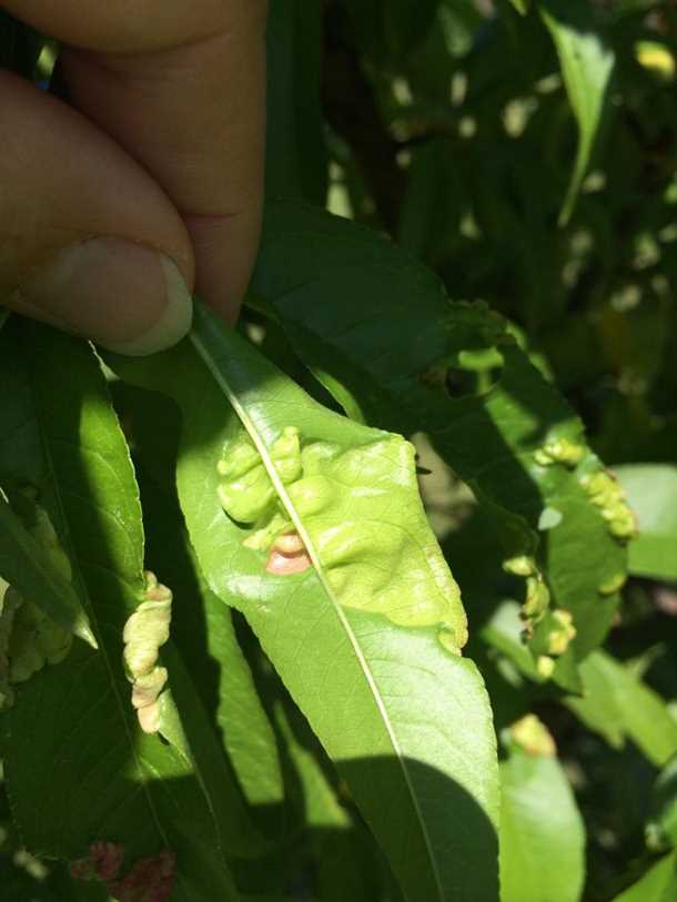 1. Листовые пятна и деформации