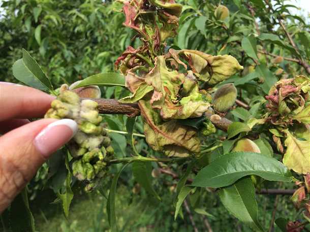 2. Установить правильное орошение