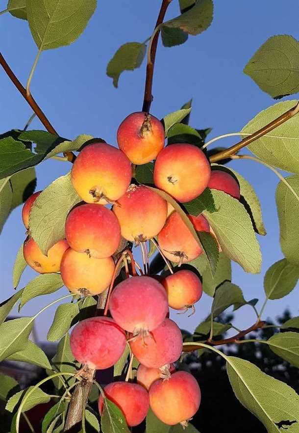 Райские яблони популярные сорта и характеристика плодов