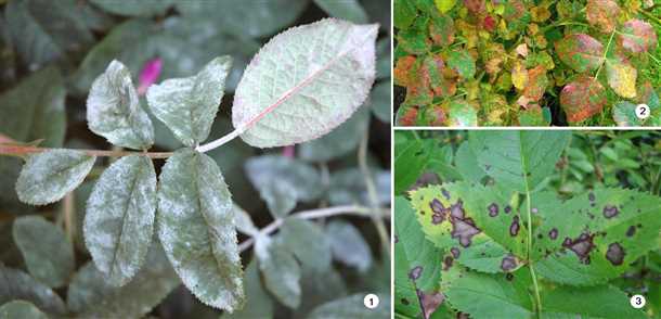 Инфекционные болезни роз