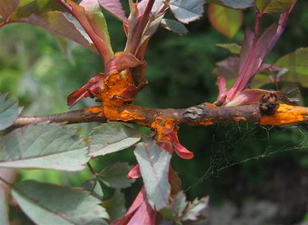 1. Засыхание листьев