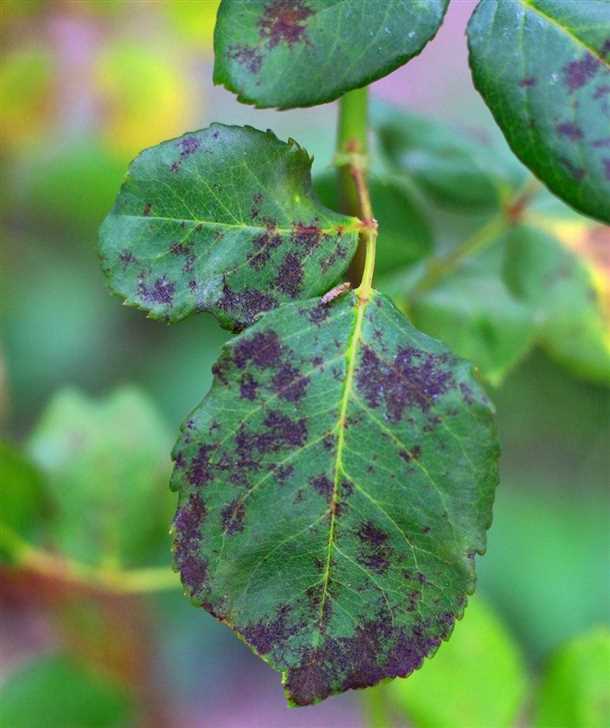 Видеоматериалы