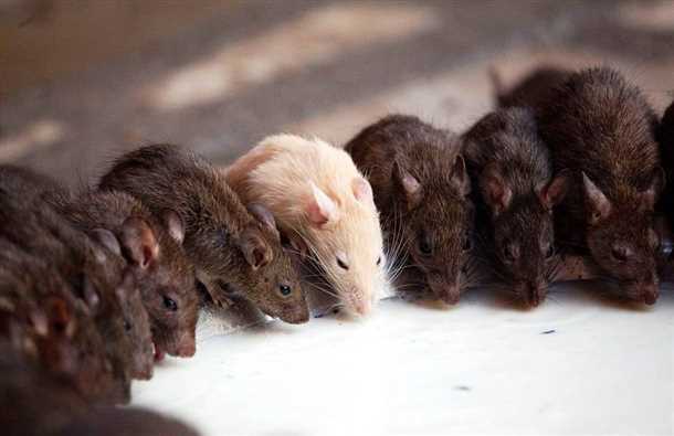 Ловушка для крыс и мышей своими руками (видео)