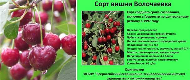 Отзывы садоводов