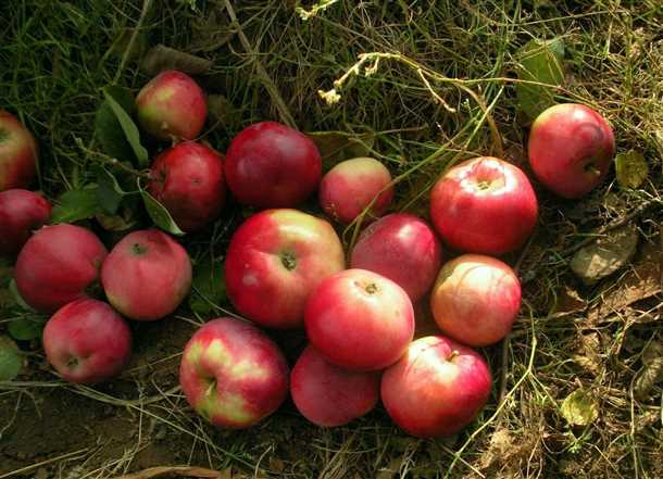 Яблони «Звездочка» особенности сорта