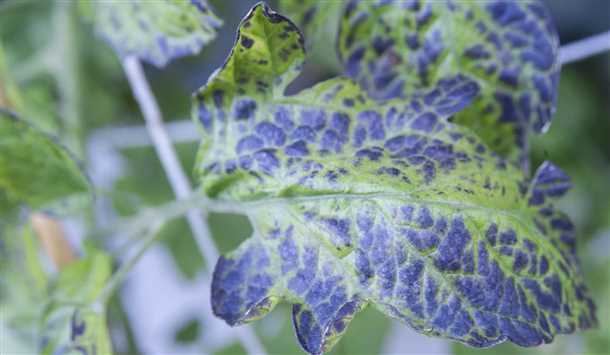 3. Удобрение растений.