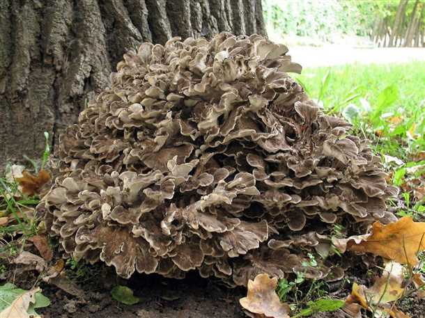 Гриб-баран: места сбора и особенности приготовления Гриб-баран грифола курчавая места сбора и особенности приготовления