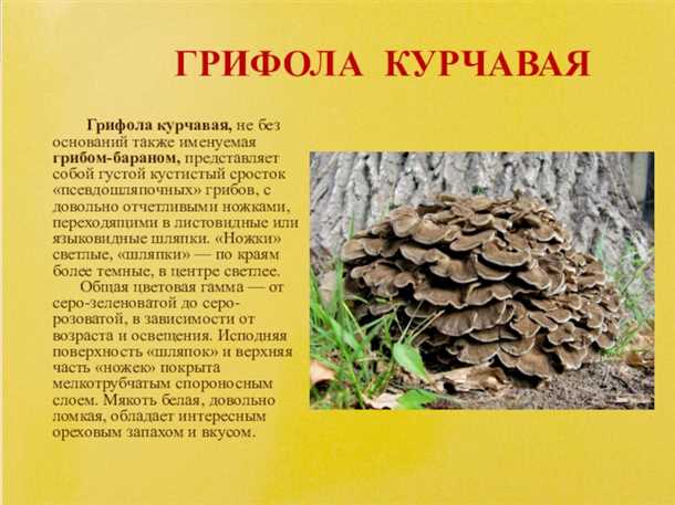 Где и когда собирать гриб-баран