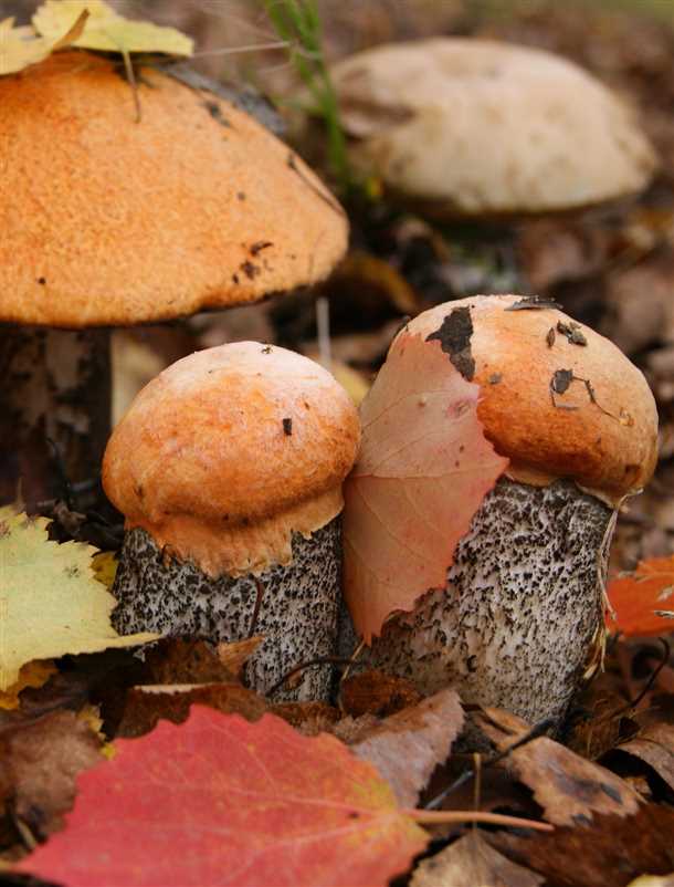 Несъедобные грибы: характеристика (видео)