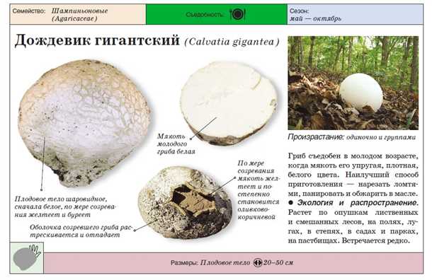Противовоспалительные свойства