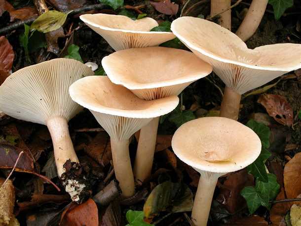 Луговая зона