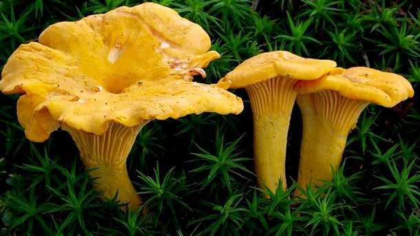 Другие виды лисички съедобной