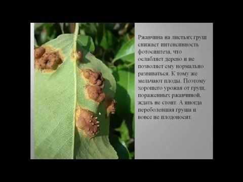 Болезни и вредители груши: как найти и обезвредить Болезни и вредители груши найти и обезвредить