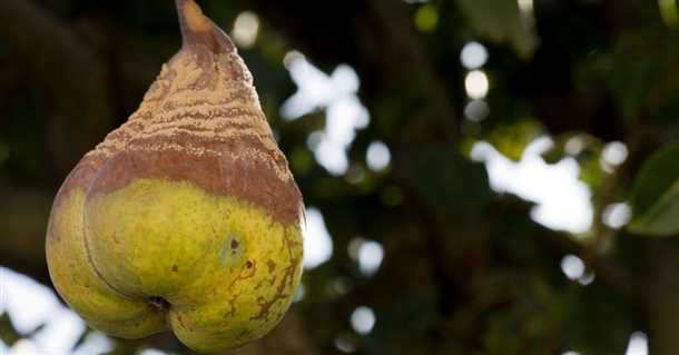 Санитарная обрезка