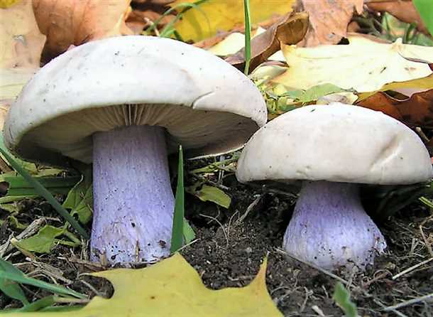 Рядовки лиловоногие: особенности и отличия от сходных видов Рядовки лиловоногие особенности гриба и отличия от сходных видов