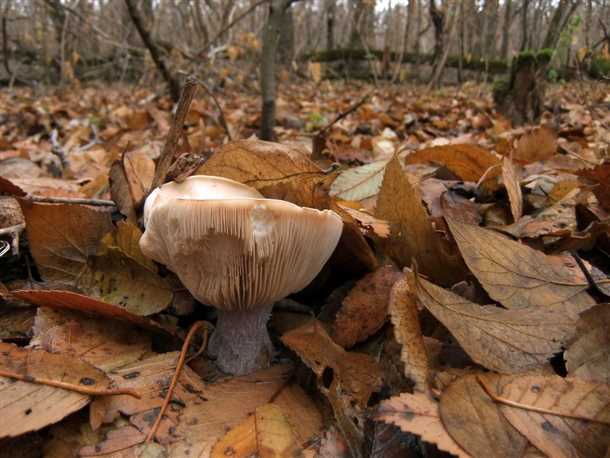 1. Рядовка лиловоногая