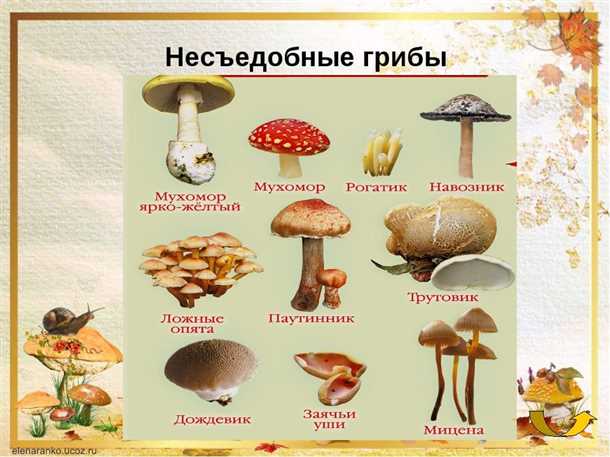 Особенности несъедобных грибов