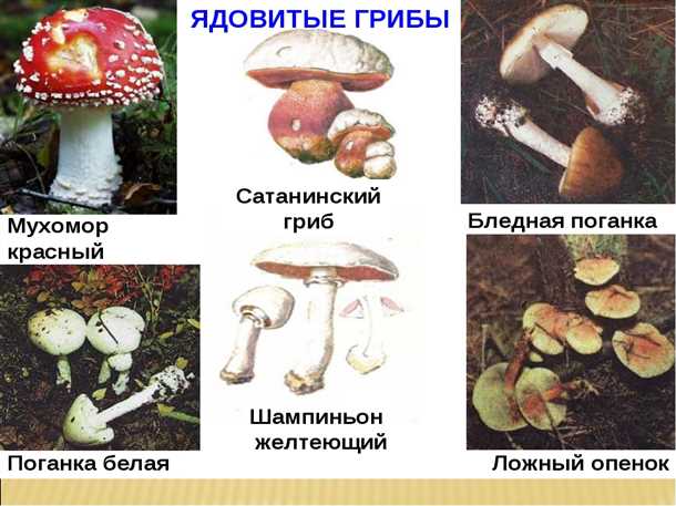 Бледная поганка: характеристика (видео)