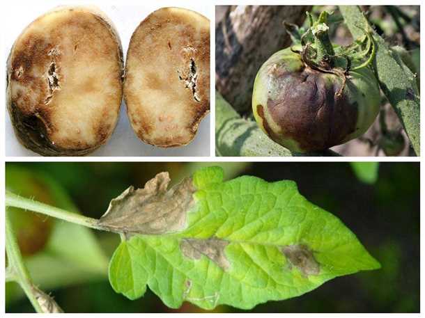 Методы борьбы с фитофторозом