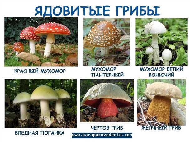 Лесопарк 'Прилуки'