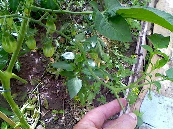 2. Регулярное обеспечение растений питательными веществами