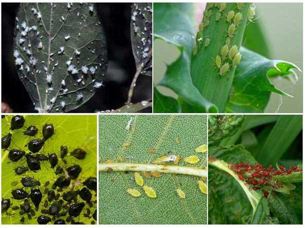 Выбор химических препаратов