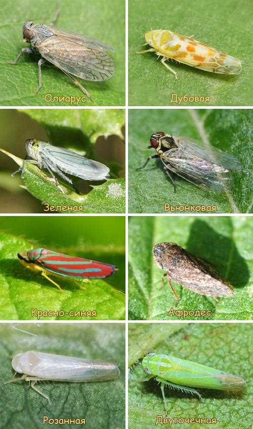 Цикадка черноточечная