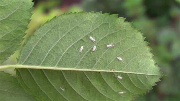 Повреждения и способы борьбы