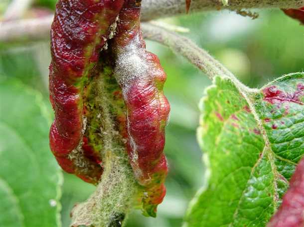 Болезнь коры цитоспороз