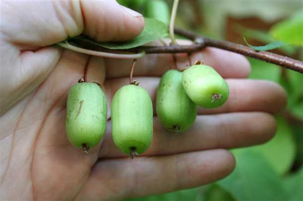 Актинидия «Гермафродитная»