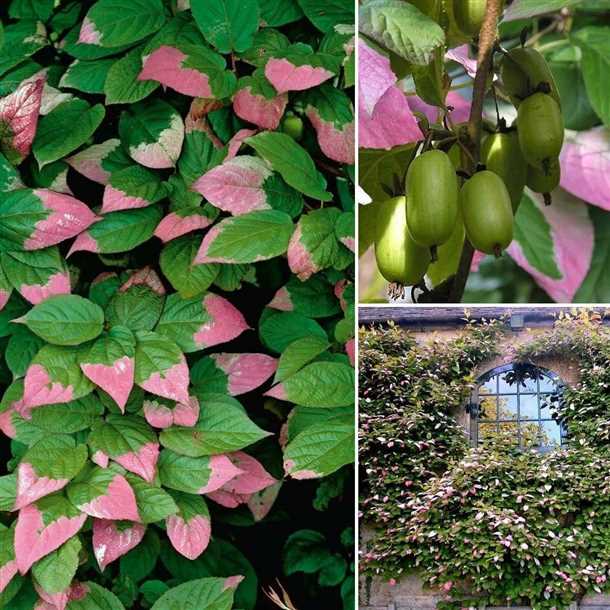 Уход за актинидией «Деликатесная»