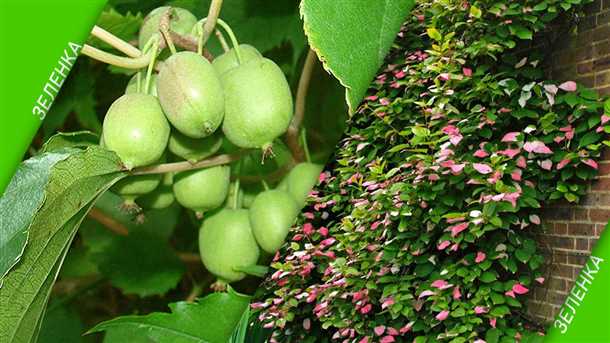 Выбор места и подготовка почвы