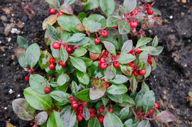 Условия выращивания и ухода за гаультерией лежачей