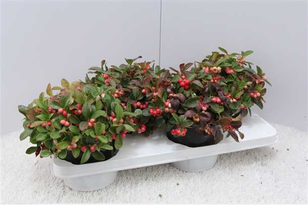 Размножение делением куста